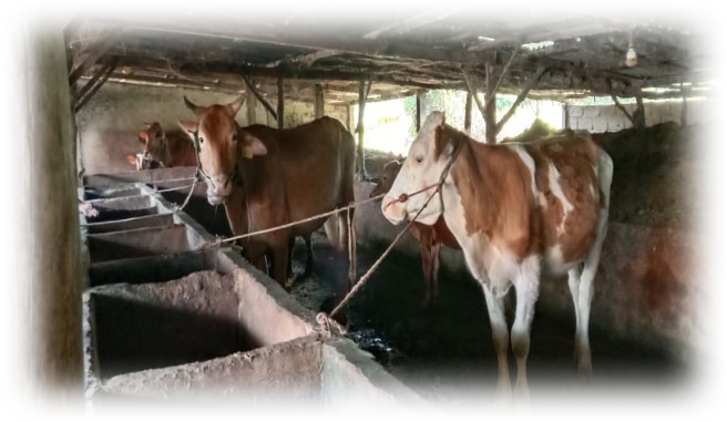 Sapi di kandang IPPOG