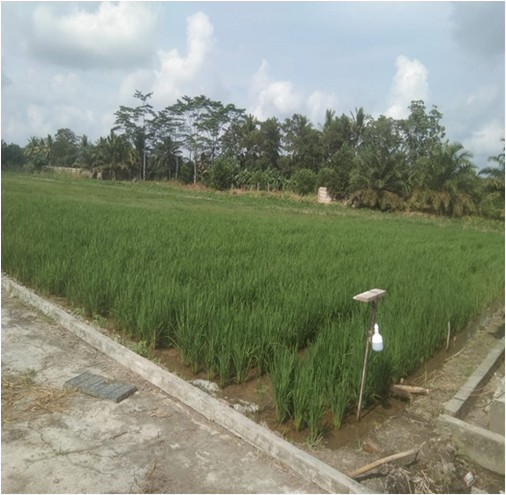 Persemaian padi Seed Center