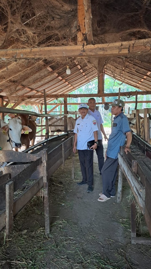 Kandang sapi kawasan transmigrasi