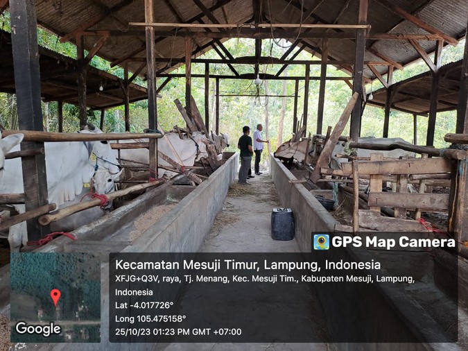 Kandang sapi Mesuji Timur