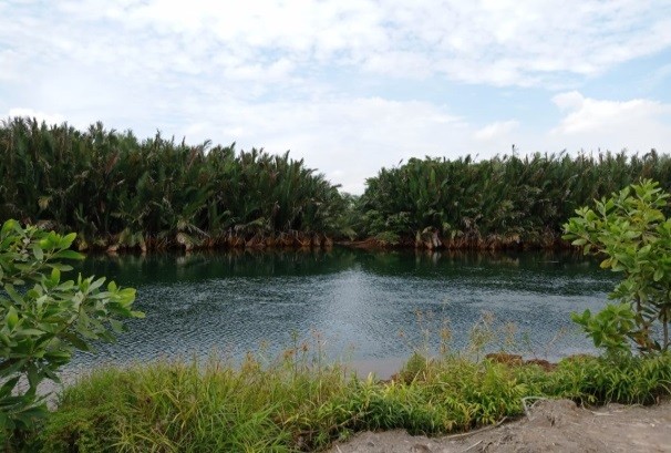 Penangkaran Buaya